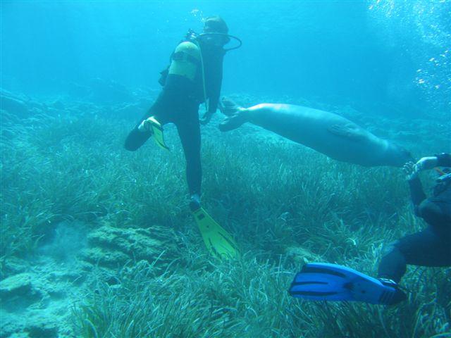 erman dive